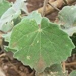 Abutilon grandiflorum Folla