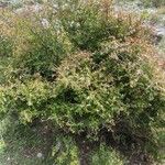 Lonicera nummulariifolia 整株植物
