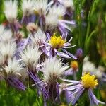 Tripolium pannonicum 花