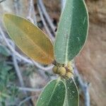 Ficus cordata Hoja