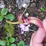 Bulbophyllum longiflorum Květ