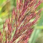 Phragmites australis Flor