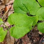 Mikania cordifolia Leaf