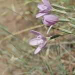 Lygodesmia grandiflora Flor