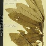 Saurauia napaulensis 其他