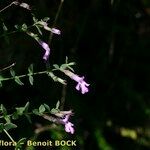 Micromeria marginata Anders