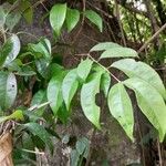 Syzygium laetum Leaf