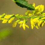 Trigonella officinalis Floare