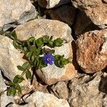 Lysimachia foemina Fiore