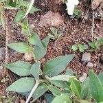 Petunia axillaris Alkat (teljes növény)