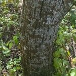 Santalum paniculatum Corteza