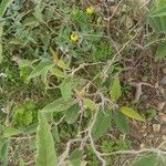 Solanum campylacanthumLeaf
