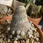 Epithelantha micromeris Лист