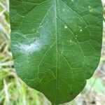 Cynanchum laeve Leaf