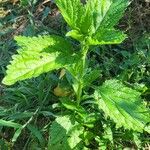 Verbena urticifolia Листок