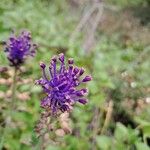 Muscari matritense Flower