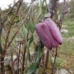 Fritillaria tubaeformis Õis