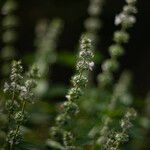 Ocimum americanum 花