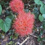 Scadoxus multiflorusFiore