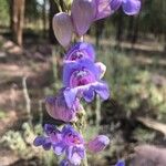 Penstemon speciosus Virág