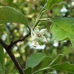 Elaeagnus umbellata Fleur