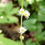 Mitella diphylla Flower