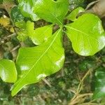 Gardenia volkensii Blatt