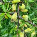 Rhamnus saxatilis Fruchs