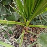 Washingtonia filifera Leaf