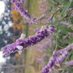 Salvia leucantha Flower