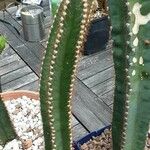 Cereus hildmannianus Hàbitat