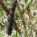 Phleum pratense 花