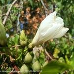 Ipomoea arborescens Flower