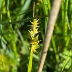 Carex echinata Цвят