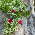 Mesembryanthemum cordifolium cv. 'Variegata'Flors