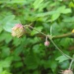 Geum rivaleFlower