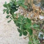 Chenopodium vulvaria Leaf