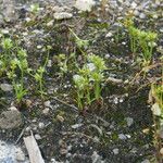 Cyperus squarrosus Habit