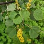 Croton macrostachyus Fiore