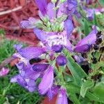 Penstemon speciosus Fiore