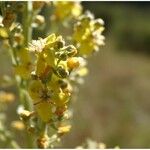 Verbascum lychnitis Flower