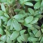 Lepidium sativum Fulla