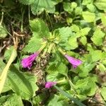 Clinopodium grandiflorum 花