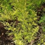 Asparagus densiflorus Leaf