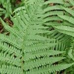 Dryopteris filix-masBlad