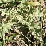 Verbascum sinuatum 葉