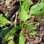 Plantago rugelii Folha