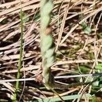 Spiranthes spiralisFlower