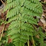 Dryopteris intermedia Hoja