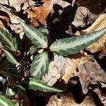 Chimaphila maculata Hoja